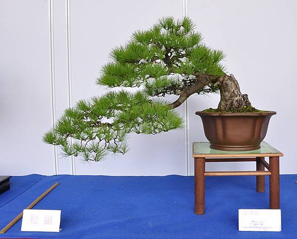2017台中樹石展_00091.jpg