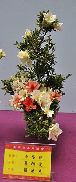 2018台中皋月展_00019.jpg