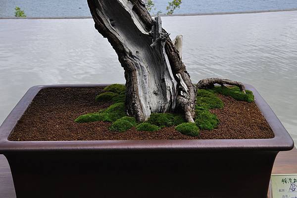 2018明潭松韻樹石大展_00008.jpg