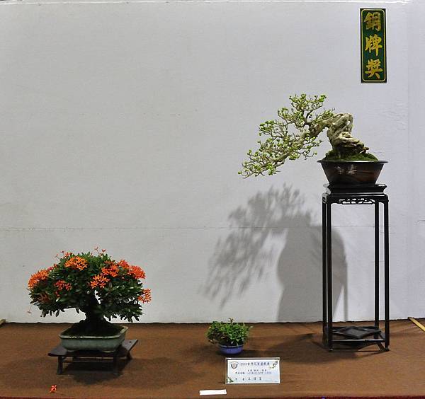 2018台灣花菓盆栽展_00039.jpg