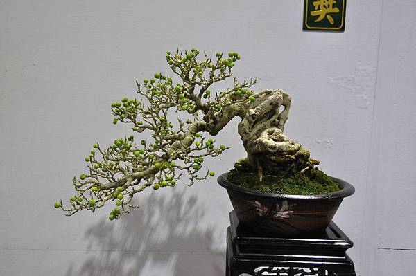 2018台灣花菓盆栽展_00040.jpg