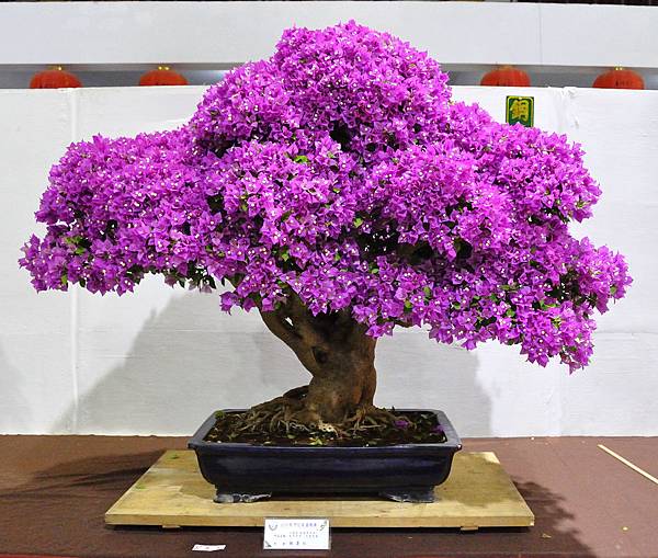 2018台灣花菓盆栽展_00044.jpg