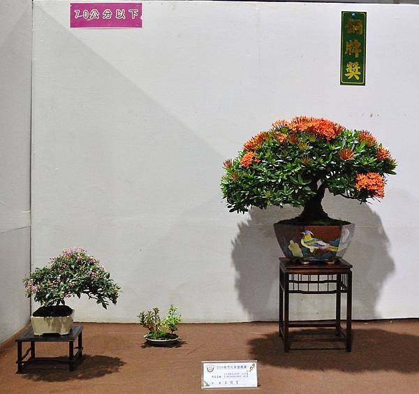 2018台灣花菓盆栽展_00047.jpg
