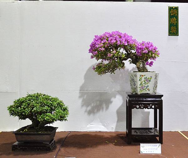 2018台灣花菓盆栽展_00049.jpg