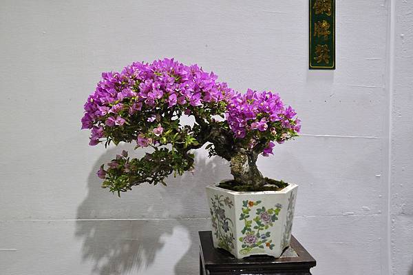 2018台灣花菓盆栽展_00050.jpg