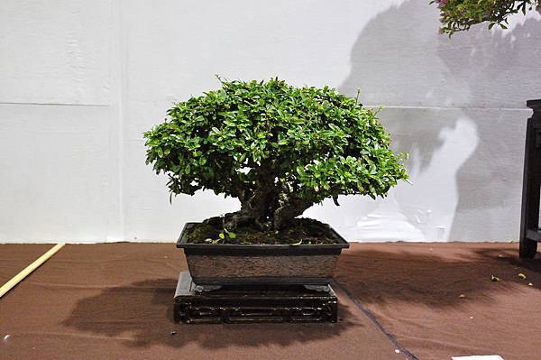 2018台灣花菓盆栽展_00051.jpg