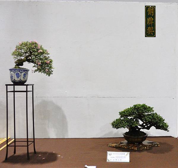 2018台灣花菓盆栽展_00056.jpg
