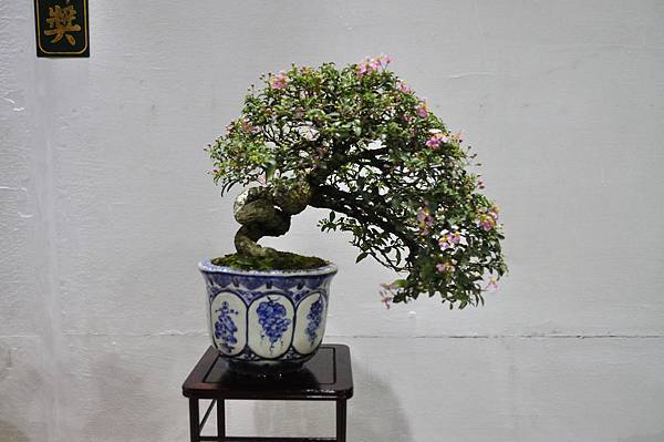2018台灣花菓盆栽展_00057.jpg