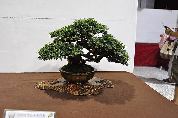 2018台灣花菓盆栽展_00058.jpg