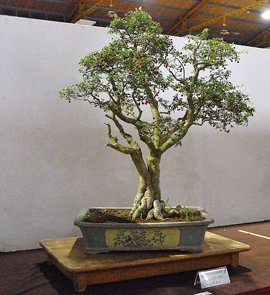 2018台灣花菓盆栽展_00073.jpg