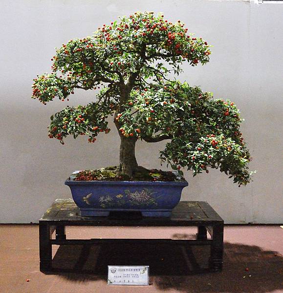 2018台灣花菓盆栽展_00074.jpg