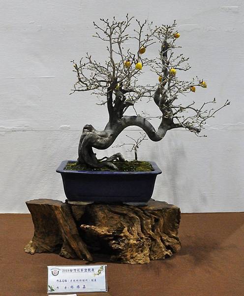 2018台灣花菓盆栽展_00087.jpg