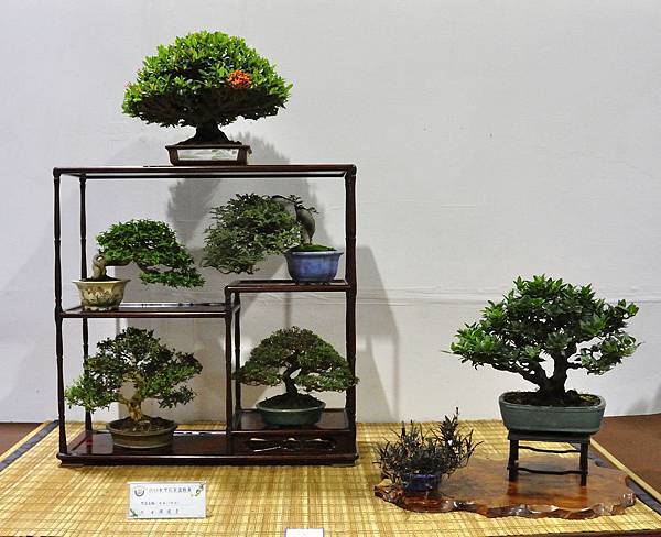 2018台灣花菓盆栽展_00089.jpg