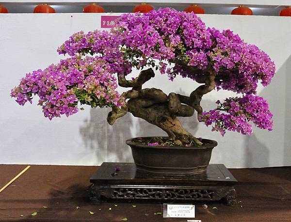 2018台灣花菓盆栽展_00098.jpg