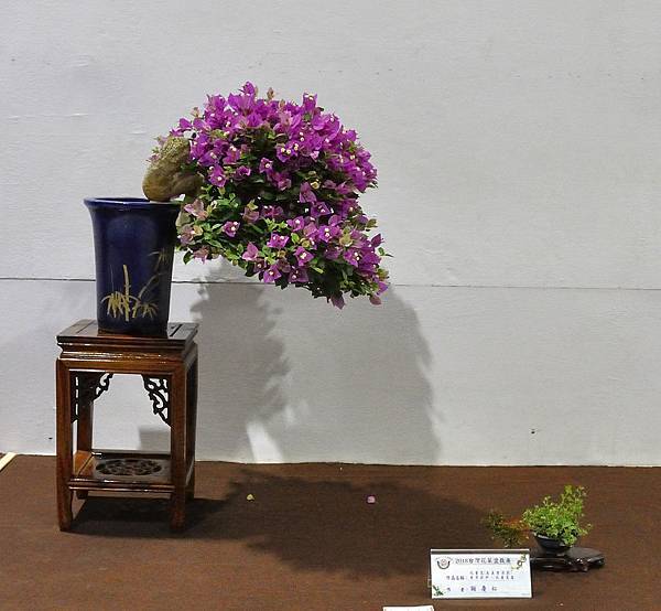 2018台灣花菓盆栽展_00111.jpg