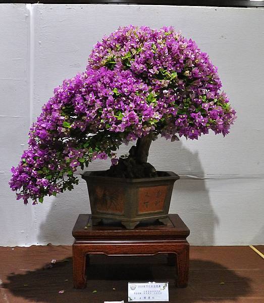 2018台灣花菓盆栽展_00112.jpg