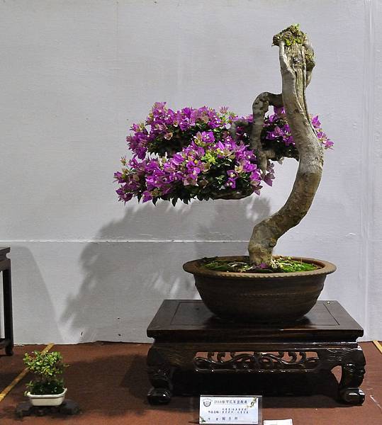 2018台灣花菓盆栽展_00114.jpg