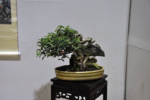 2018台灣花菓盆栽展_00116.jpg