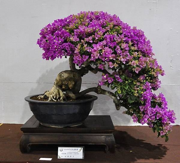 2018台灣花菓盆栽展_00120.jpg
