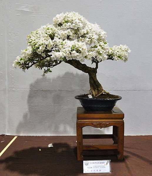 2018台灣花菓盆栽展_00121.jpg