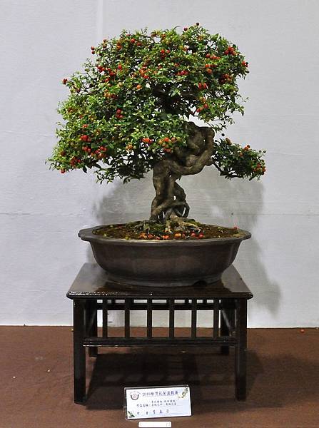 2018台灣花菓盆栽展_00122.jpg