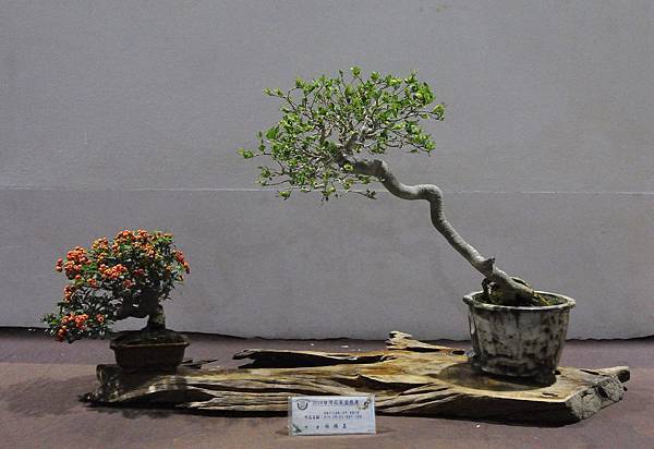 2018台灣花菓盆栽展_00125.jpg