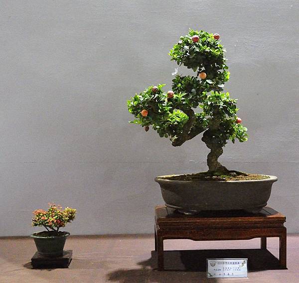 2018台灣花菓盆栽展_00124.jpg