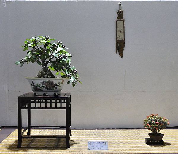 2018台灣花菓盆栽展_00126.jpg