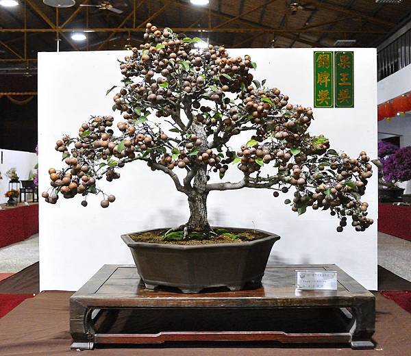 2018台灣花菓盆栽展_00016.jpg