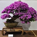 2018台灣花菓盆栽展_00027.jpg