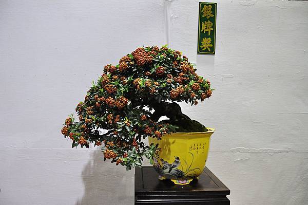 2018台灣花菓盆栽展_00029.jpg