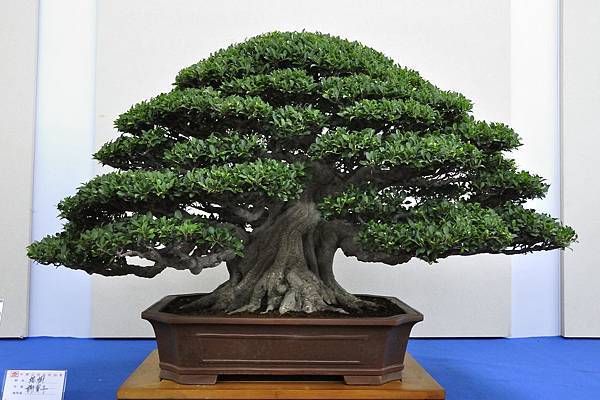 2018中華古榕盆栽展_00041.jpg