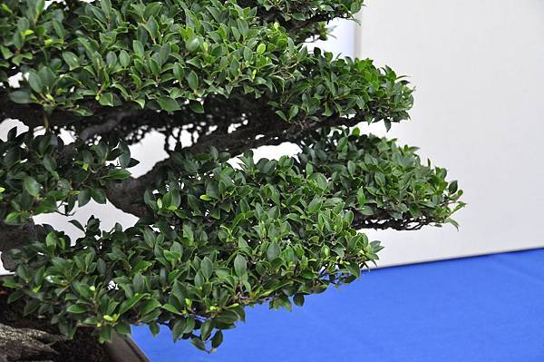 2018中華古榕盆栽展_00046.jpg