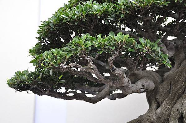 2018中華古榕盆栽展_00047.jpg