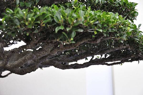 2018中華古榕盆栽展_00051.jpg