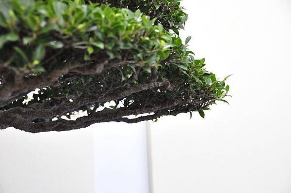 2018中華古榕盆栽展_00052.jpg