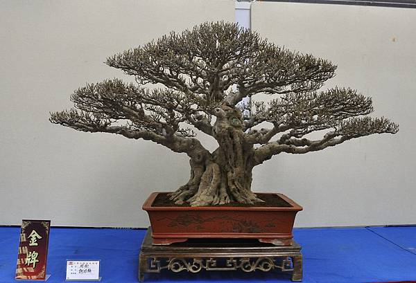 2018中華古榕盆栽展_00055.jpg