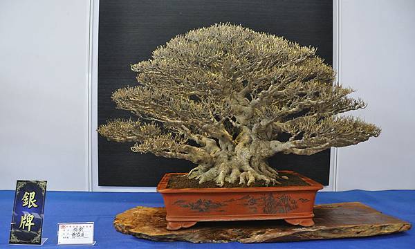 2018中華古榕盆栽展_00076.jpg