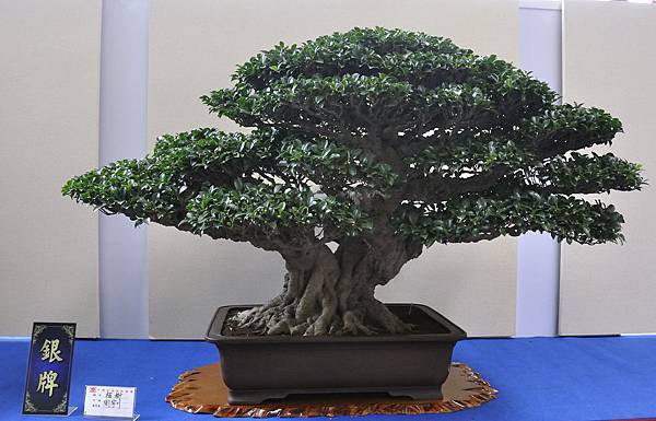 2018中華古榕盆栽展_00080.jpg