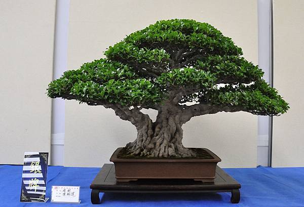 2018中華古榕盆栽展_00081.jpg