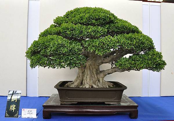 2018中華古榕盆栽展_00082.jpg