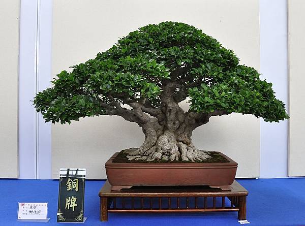 2018中華古榕盆栽展_00084.jpg