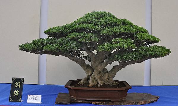 2018中華古榕盆栽展_00085.jpg