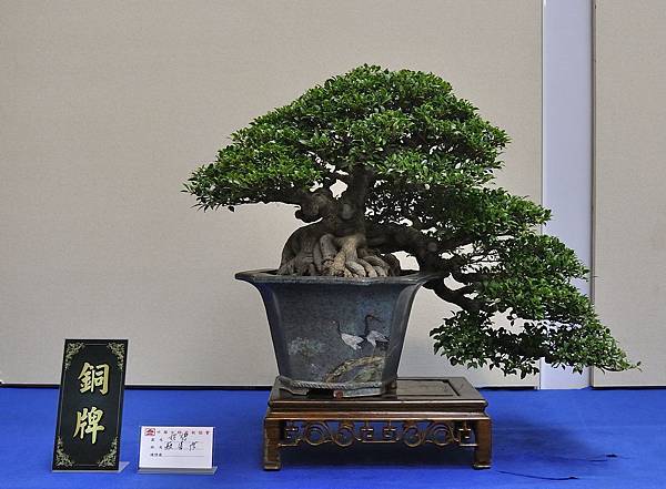2018中華古榕盆栽展_00088.jpg