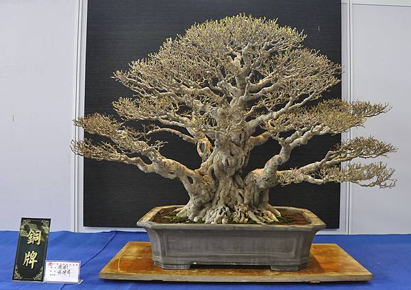 2018中華古榕盆栽展_00090.jpg