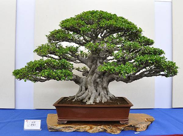 2018中華古榕盆栽展_00094.jpg