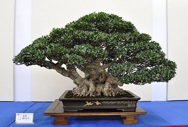 2018中華古榕盆栽展_00092.jpg