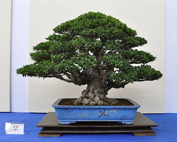 2018中華古榕盆栽展_00093.jpg