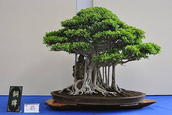 2018中華古榕盆栽展_00089.jpg