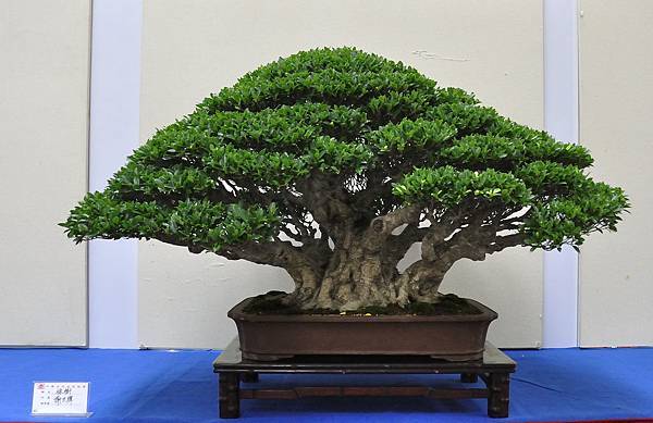 2018中華古榕盆栽展_00095.jpg